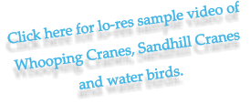 Click here for lo-res sample video of  Whooping Cranes, Sandhill Cranes and water birds.